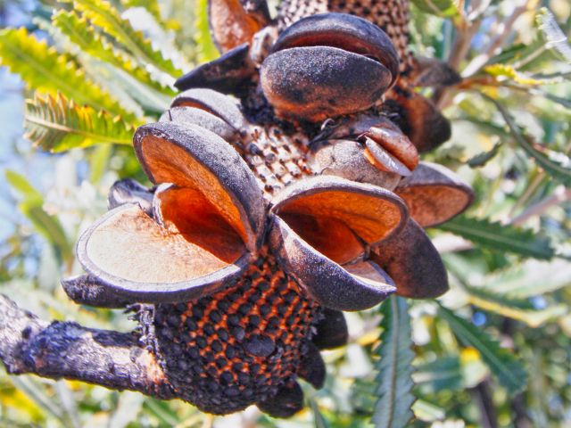 Banksia seed pods on the aptly-named Banksia track.