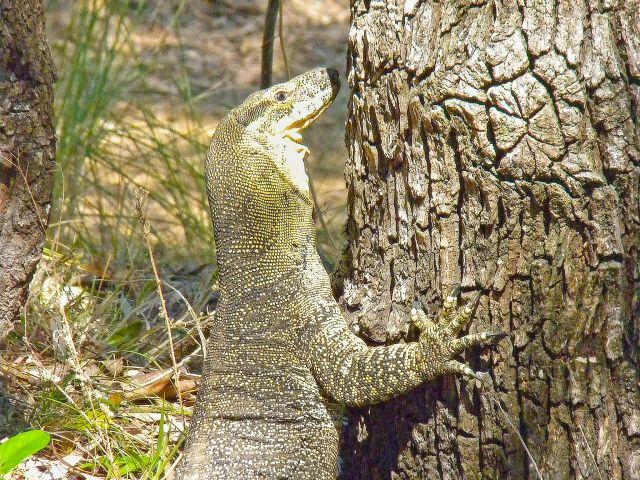 Lace monitors are sometimes seen around the camping area.