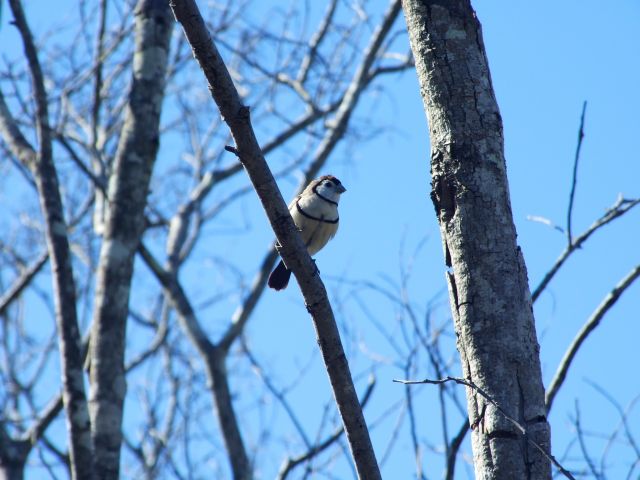 Small birds, like this double-barred finch, are often seen along the Hakea Walk.