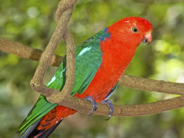 Look for colourful birdlife, like these king parrots, along the Cherry Plain to Burtons Well track.