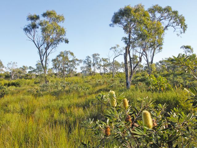 Wallum heath along the Banksia track.