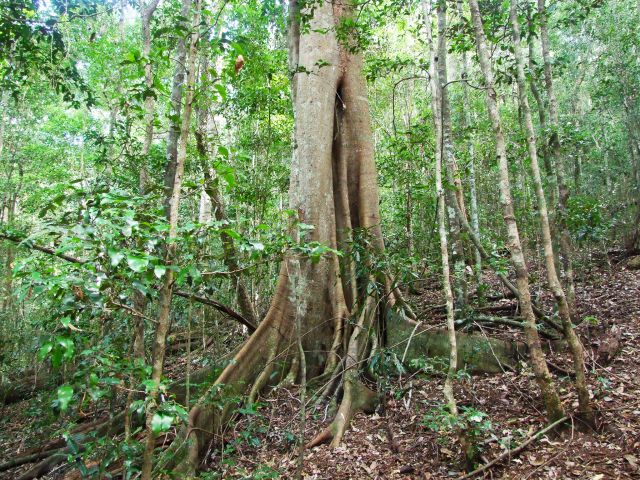 The Cedar Grove hiking trail explores rainforest before heading into open woodland and hoop pine plantation.