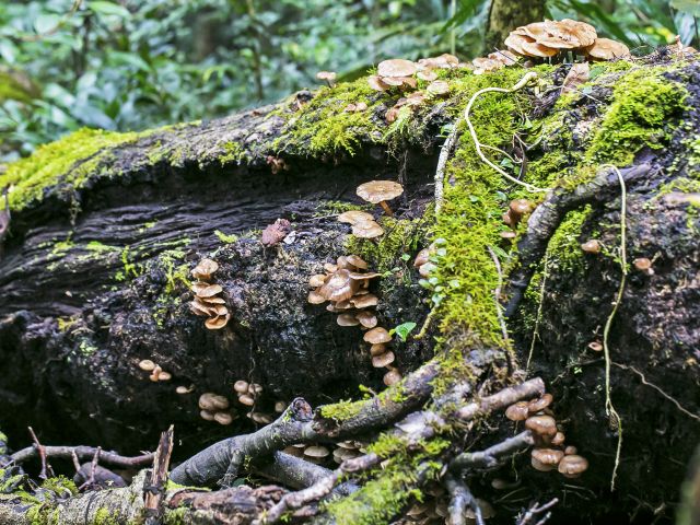 Fungi love the environment at this remote camp site.