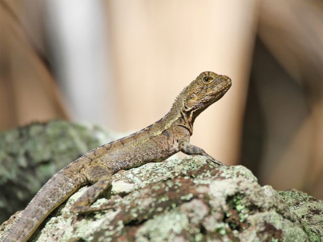 You might see eastern water dragons soaking up the sun on the rock wall.