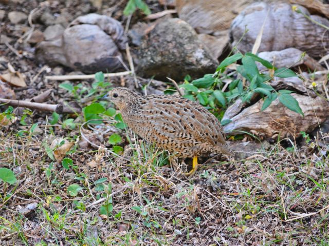 You might be lucky enough to see quail darting through the undergrowth.