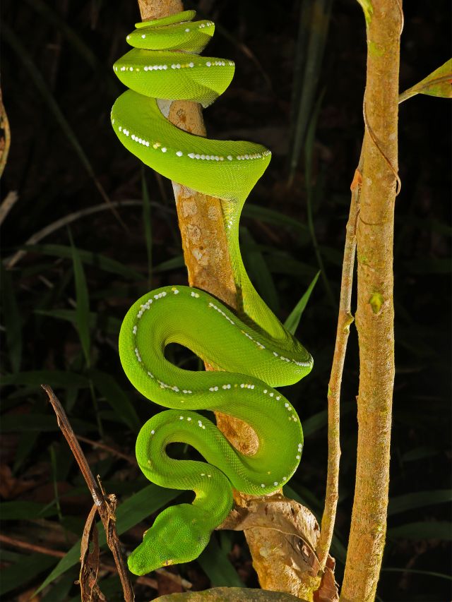 At night, look for green pythons on the Chilli Beach forest walk.