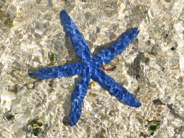 At low tide check out the colourful sea stars and other marine.