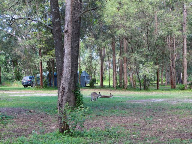 You'll share your camp site with eastern grey kangaroos.