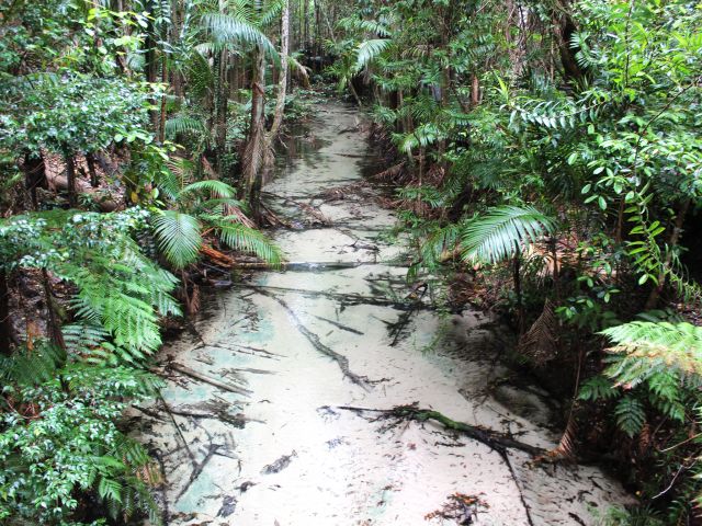 Walk past hidden wonders like this tiny glimpse of Wanggoolba Creek flowing through lush rainforest.