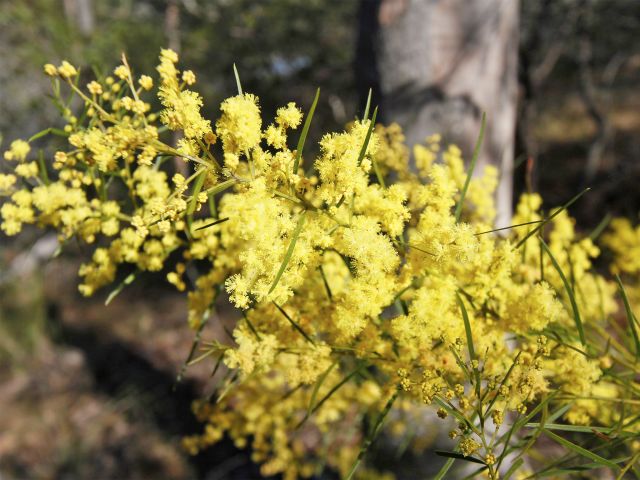 Enjoy wattle flowers at Hoppy Lark's day-use area.