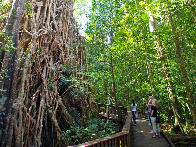 Explore the boardwalk around the base of this impressive strangler fig.