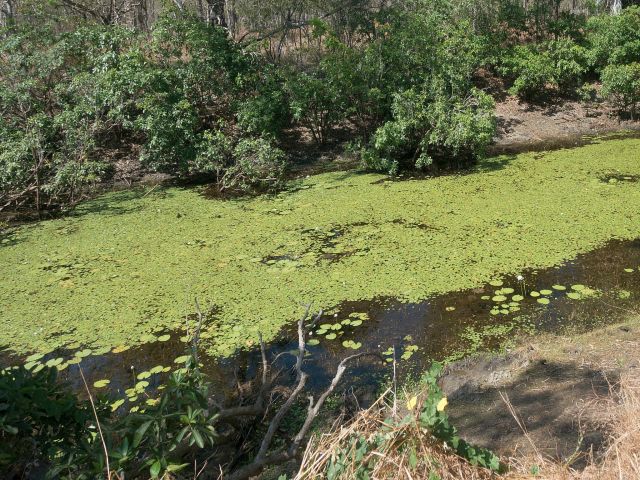 During wetter times, lush waterholes line the track.