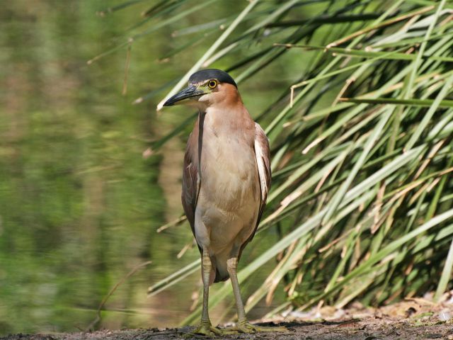 Rufous night-herons hang out along the creek.