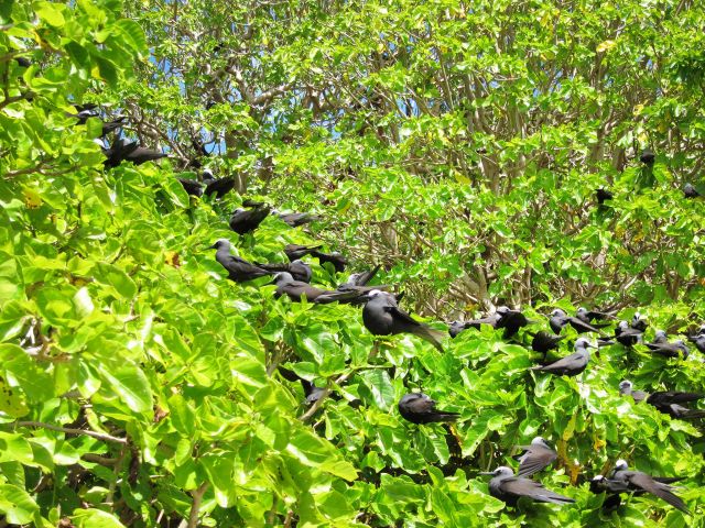 Between October and April the pisonia trees are home to nesting black noddies.