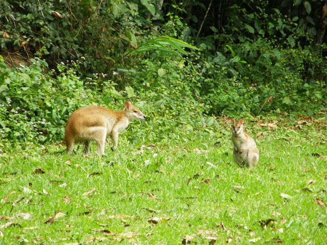 Keep an eye out for wallabies around the fringes of the day-use area.