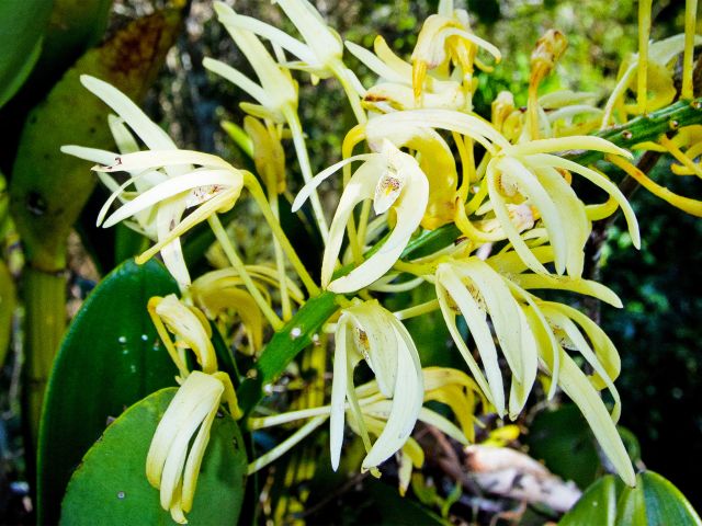 In spring, the cliff lines are edged with the gold of king orchid flowers.