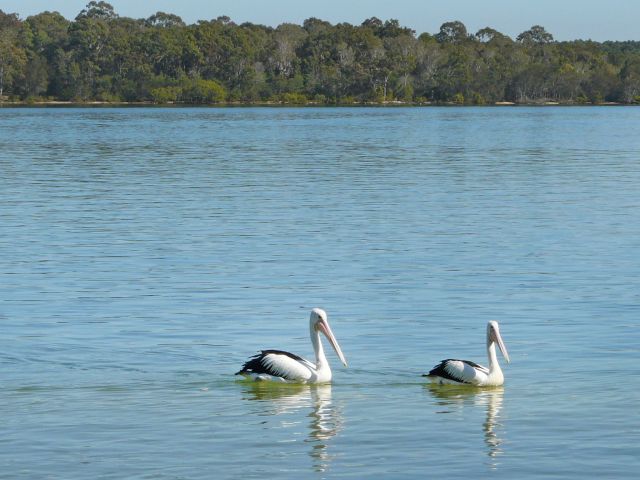 Enjoy a barbecue while watching the wildlife in Pumicestone Passage.