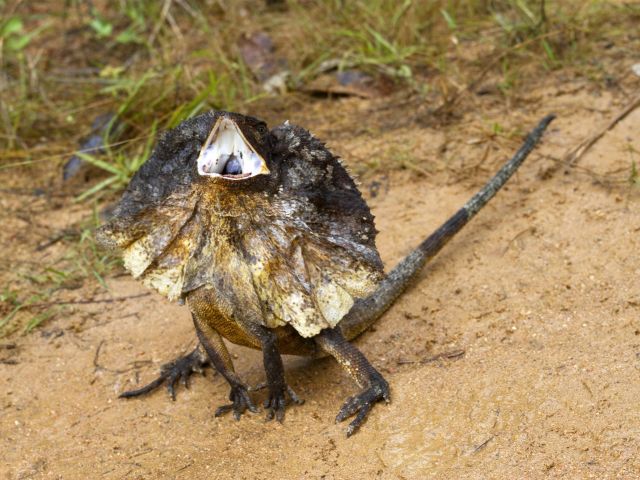 Frilled-neck lizards are some of the 'locals' at Broadwater day-use area.