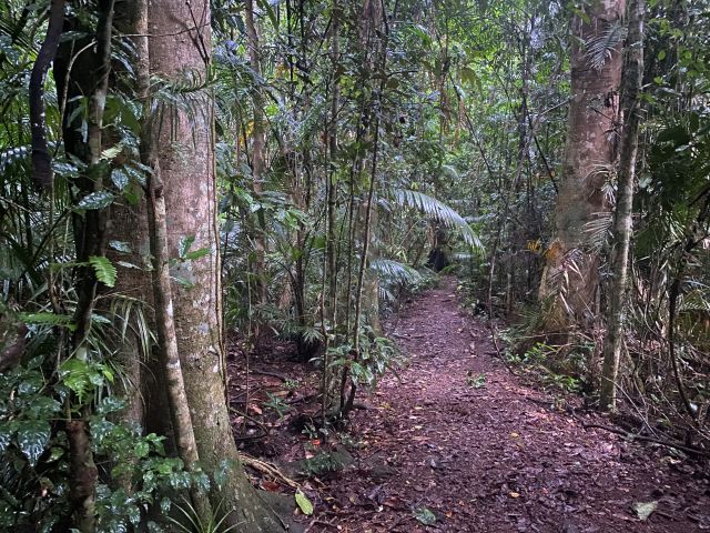 Photo of the Rainforest walk, Lake Barrine. 
