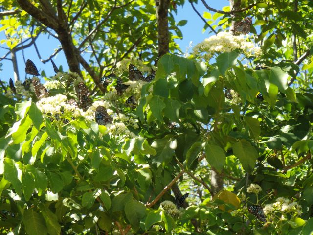 Photo of a large group of Blue Tiger butterflies on the blossoms of the Limeberry tree.