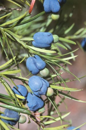 Podocarpus spinulosus