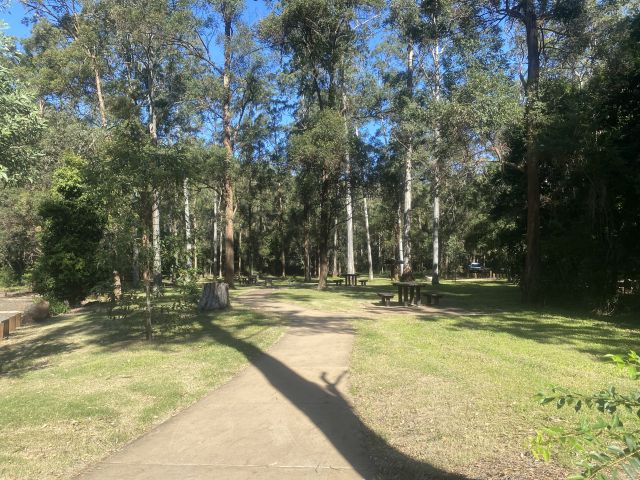 Photo showing there are many picnic tables amongst the dappled shade at Bellbird Grove day-use area.