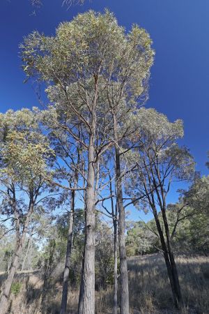Brigalow communities provide habitat for many threatened species.