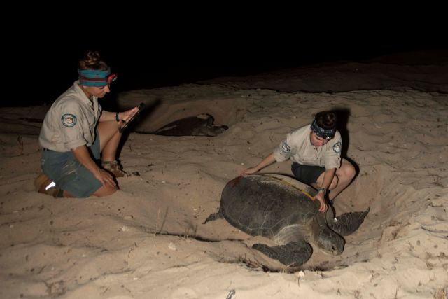 QPWS Rangers measuring a nesting green turtle.