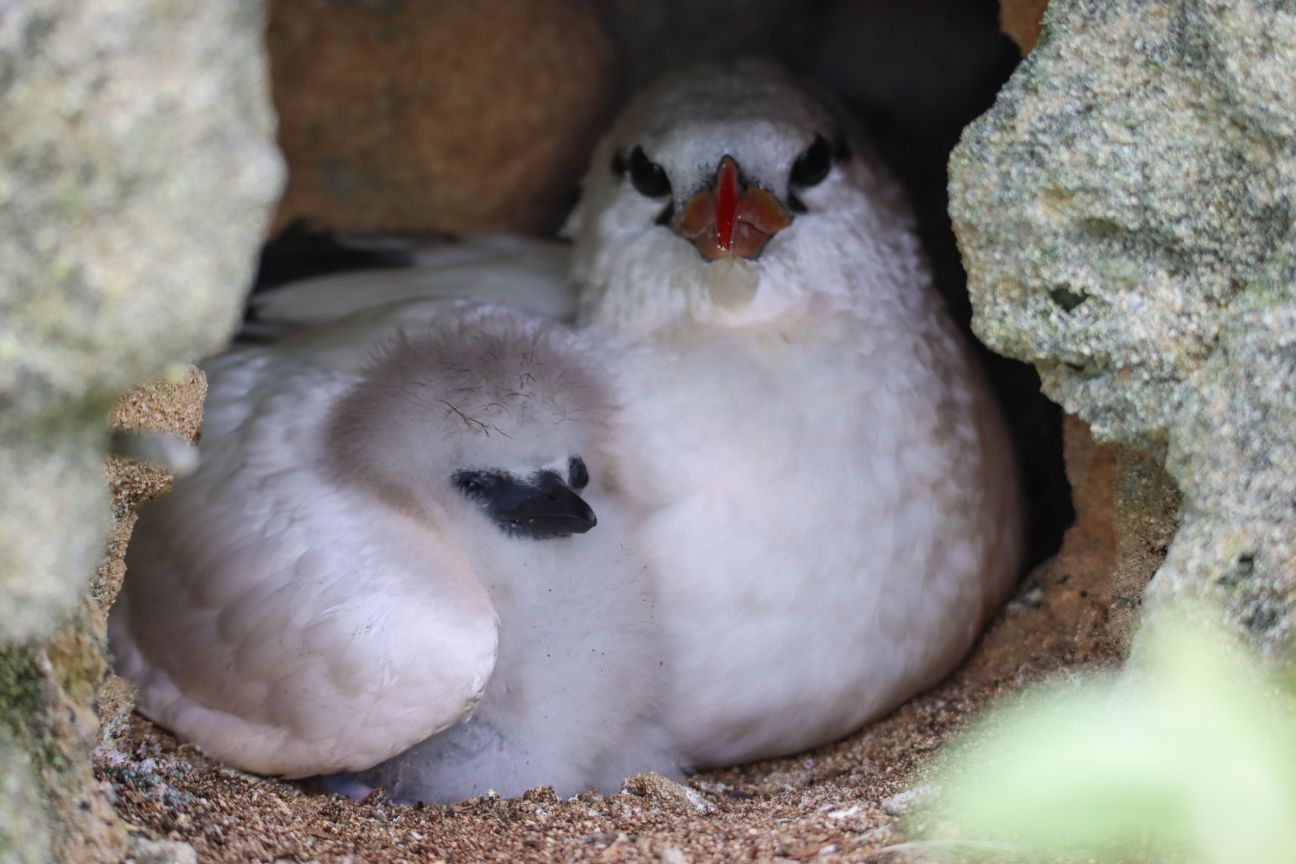 Red-tailed tropicbird and chick.