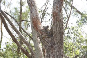 Venman Bushland National Park plays an important role in protecting the endangered koala and its habitat into the future