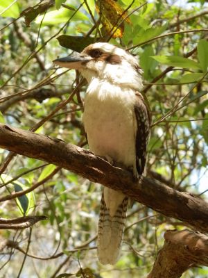 Kookaburras are regular seen in the park staring intently into the undergrowth waiting to swoop on a lizard or small snake to eat