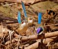 Three purple-crowned fairy-wren birds. Male has purple crown, black face, brown back and bright blue tail. Two females have brown head and back, rusty brown cheeks and bright blue tails