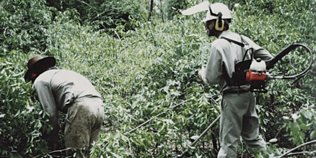 Older photo showing two Rangers, one with a brush-cutter, cutting through a vine infestation. 