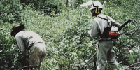 Older photo showing two Rangers, one with a brush-cutter, cutting through a vine infestation. 