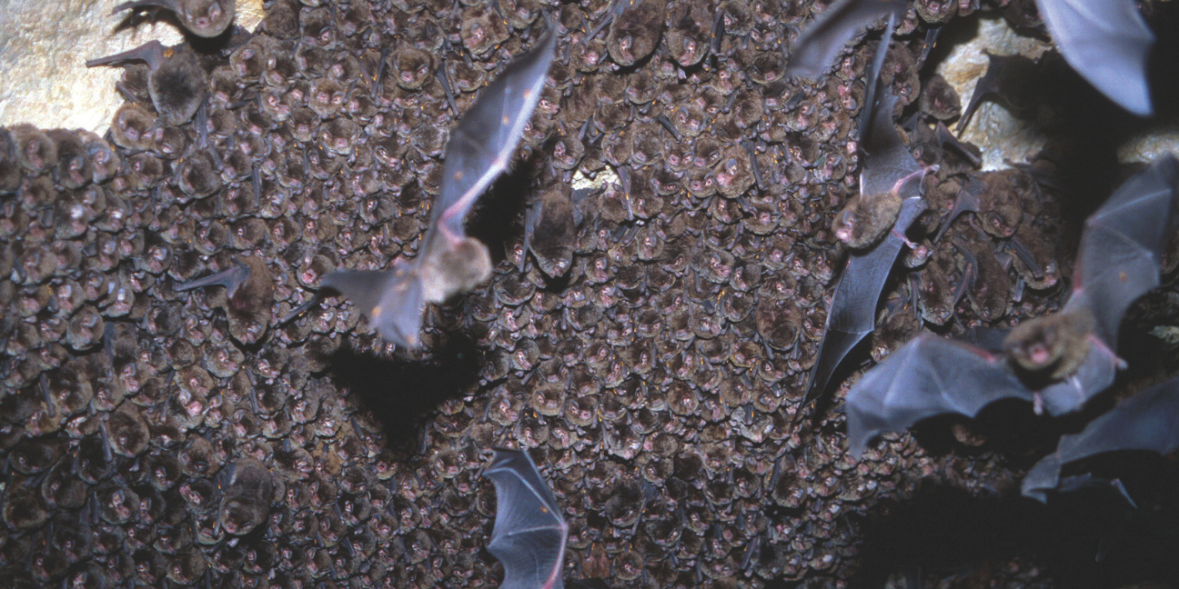 Little bent-wing bats cling to a cave ceiling