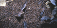 Little bent-wing bats cling to a cave ceiling