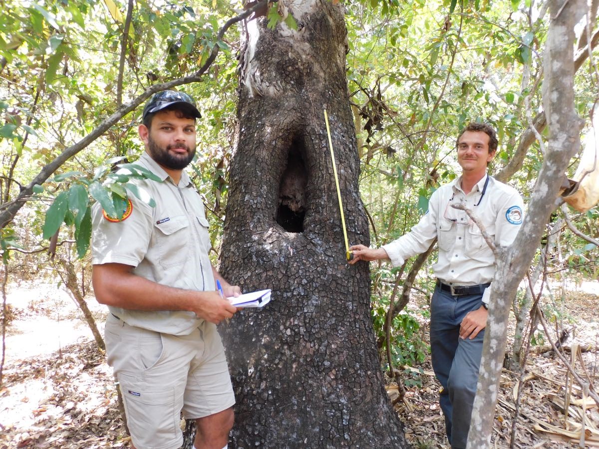 Two Wulgurukaba young men wearing Ranger uniforms standing in front of a large scar tree. One man is holding a book the other is using a tape measure to measure the scar. 