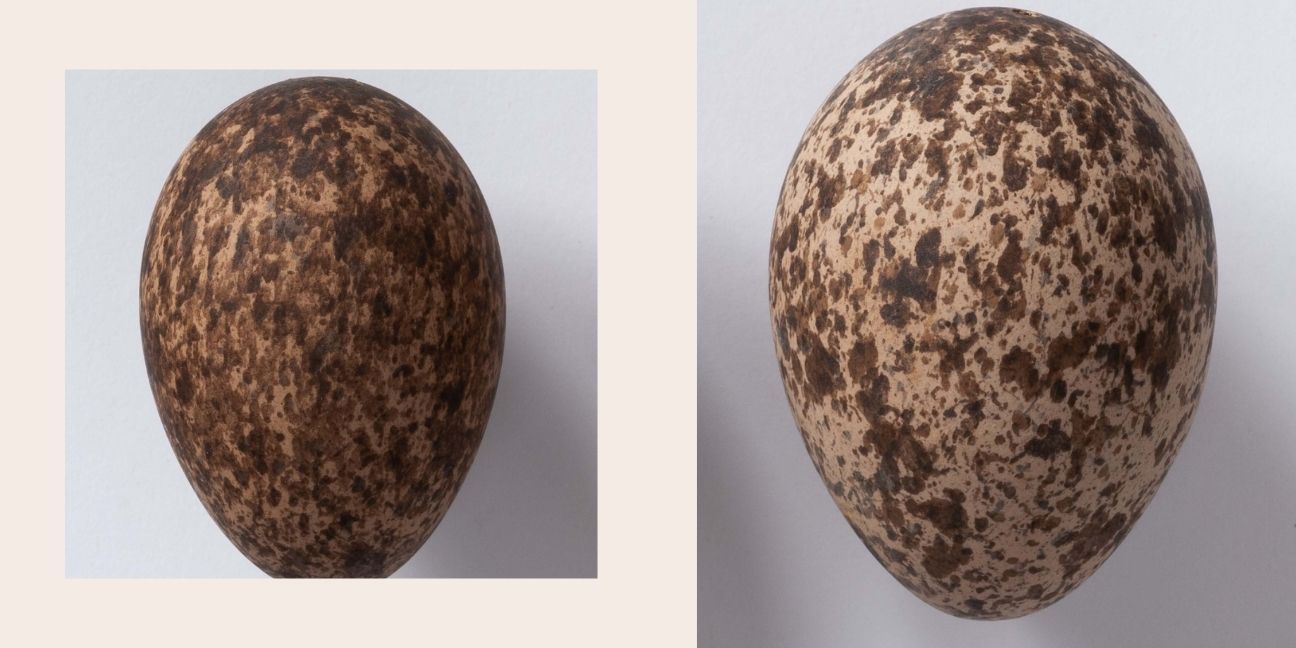 Two egg-shaped eggs, white with brown speckles.