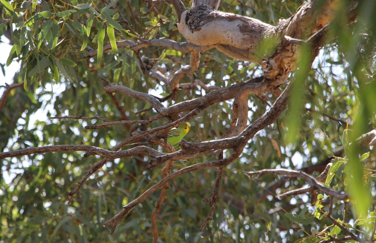 Budgerigar sitting in a tree