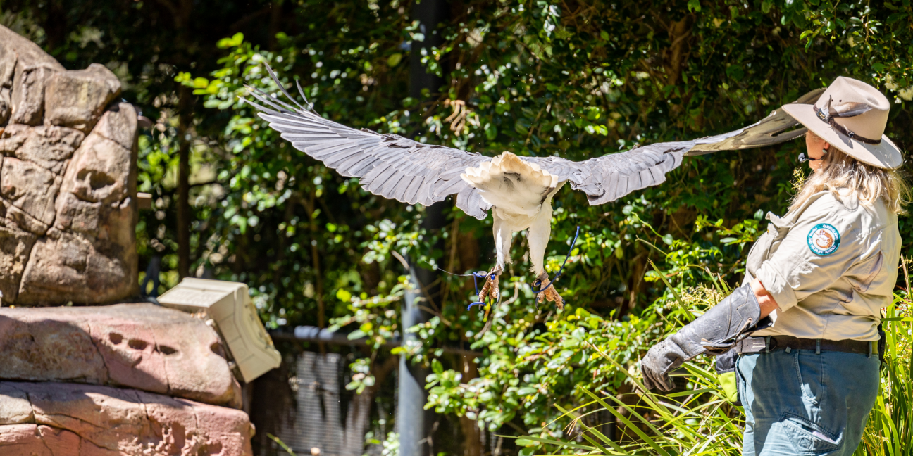 Photo of Wildlife ranger wearing a broad-brimmed hat and leather glove releases a large white and grey bird of prey as it launches into flight in an outdoor amphitheatre
