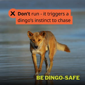 Image of Be dingo-safe social tile - Do walk, don’t run – running triggers a dingo’s instinct to chase