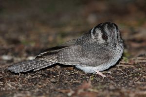Australian Owlet-nightjar with mottled gray and brown plumage with large dark eye and intricate feather patterns for camouflage and night activity.