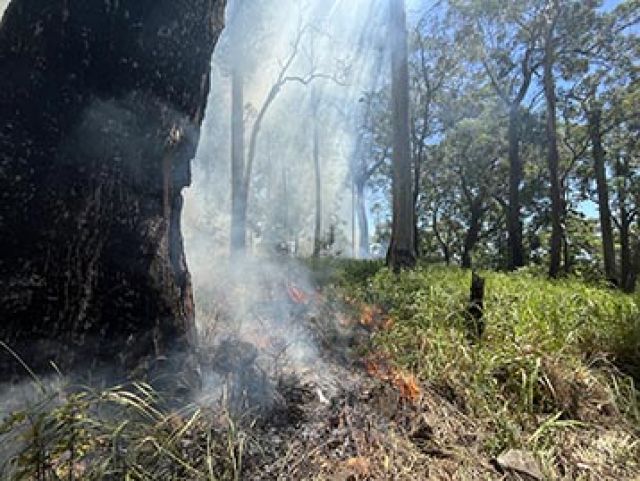 Burnt tree surrounded by burning grass