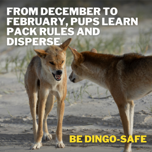 Image of be dingo-safe social tile - December to February, pups learn pack rules and disperse