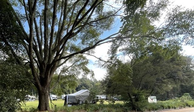 Photo of trees sheltering a camper trailer.