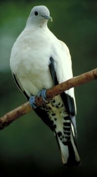 Pied imperial-pigeons (Ducula bicolor) can often be seen, and heard, in the trees along the Paddy Illich track during the wet season. 