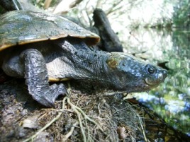 Saw-shelled turtles can be seen in Lacey Creek. 