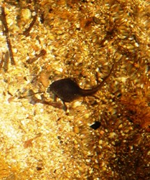See tadpoles of barred frogs in Charmillin Creek. 