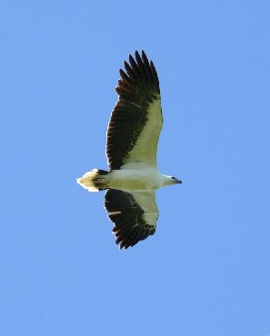 White-bellied sea-eagles soar overhead, searching for their next meal. 