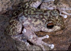Image of a waterfall frog which is perching on boulders near cascading falls.